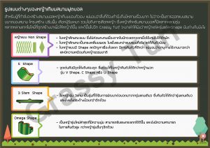 ลักษณะหญ้าเทียม